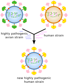 Uns desenhos animados que mostram como viral genes podem ser embaralhadas para formar novos vírus