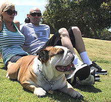 Casal sentado no gramado com um buldogue britânico para animais de estimação