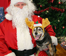 Um cão australiano do gado em chifres de rena senta-se no colo do Papai Noel