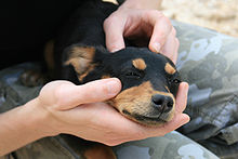 Cão pequeno que coloca entre as mãos
