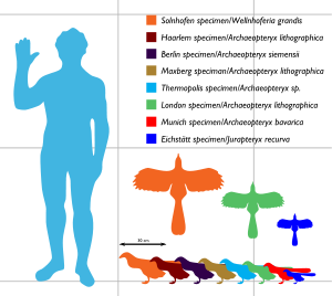 Archaeopteryx tamanhos que variam entre cerca de 25 e 50 cm de comprimento e entre 25 e 60 cm de envergadura