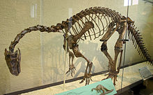 Um esqueleto montado de Plateosaurus engelhardti em uma caixa de vidro, visto de frente esquerda. O animal está sobre duas pernas, as costas é dobrado, suas curvas pescoço fortemente para baixo, ea cauda arrasta, criando uma aparência caída