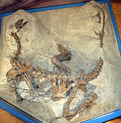 Fotografia do esqueleto de dinossauro em vista dorsal. Ele é parcialmente incorporado na rocha, de modo que todos os ossos estão na posição em que foram encontrados em. O animal repousa sobre a barriga, pescoço e a cauda de encurvamento, de modo que a forma geral é quase um U, com as pernas dobradas e amplamente espalhada, enquanto seu braço direito está enterrado sob o tronco eo braço superior esquerdo se estende para fora. O braço inferior esquerdo não pode ser visto, uma vez que aponta para baixo no sedimento. A caixa torácica é parcialmente rasgado, e as costelas e costelas gastral estão espalhados, mas a espinha dorsal está intacta. A cauda mostra uma lacuna onde os ossos foram destruídos durante a descoberta.