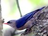 Nuthatch (Sitta frontalis) com fachada de veludo 2-2008-11-07.jpg