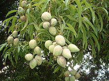 Frutas alongadas brancas em um fundo de muito fina, mas folhas muito mais longos