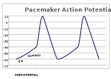 A parcela do potencial de ação (mV) vs tempo. O potencial de membrana de -60 mV é inicialmente, de forma relativamente lenta para aumentar o potencial limiar de -40 mV e, em seguida, rapidamente picos a um potencial de 10 mV, após o que rapidamente retorna para o ponto de partida potencial -60 mV. O ciclo é então repetido.