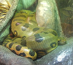 Verde-anaconda.jpg