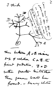 Uma página de notas escritas à mão, com um esboço de linhas de ramificação.
