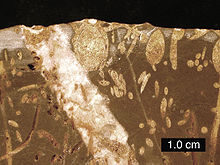 Brown e no amarelo com áreas finas ovais e longos que representam os restos fossilizados