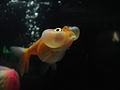 Bolha goldfish.jpg Eye