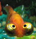 Goldfish.jpg olho Celestial