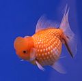 Goldfish Pérola Scale.jpg