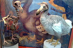 Esqueleto e modelo de um Dodo