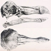 Litografia do crânio Dodo no Museu Oxford