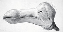 Esboço da cabeça Dodo seco a Oxford Museum