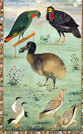 Pintura de um Dodo entre as aves indígenas