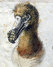 Pintura de uma cabeça Dodo do peito e se