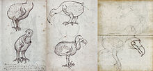 Várias páginas de uma revista contendo esboços de Dodos vivos e mortos