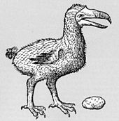 Desenho de um Dodo ao lado de uma grande pedra moela