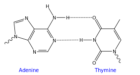 AT base de DNA pair.svg