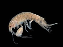 Um animal de segmentada é visto a partir do lado. Ele tem uma longa antenas e pequenos olhos pretos; um par de pernas é muito mais robusto do que os outros; o corpo é ligeiramente arqueada e cada segmento transporta um par de apêndices. O animal inteiro é translúcido ou uma cor castanho claro.