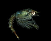 Um animal de translúcido cinza-verde é visto de lado. O olho é grande e brilhante, e está em um recesso da grande carapaça e sua longa tribuna. Um abdómen, semelhante ao comprimento de carapaça, projecta a partir da parte traseira, e abaixo da carapaça, há uma massa de pernas, alguns com pequenas garras.