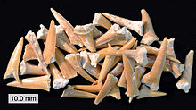 Foto de dezenas de dentes fossilizados amareladas, os dentes são de vários tamanhos e estão espalhados aleatoriamente sobre uma superfície plana preto.