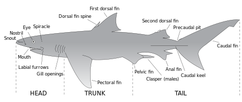 Desenho de um tubarão rotulagem principais características anatômicas, incluindo boca, focinho, narinas, olhos, spiracle, dorsal espinha fin, quilha caudal, clasper, sulcos vestibulares, aberturas de emalhar, pit precaudal e barbatanas: primeira e segunda dorsal, anal, peitoral, caudal e pélvica