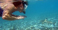 Foto de snorkeler com tubarão em águas rasas.