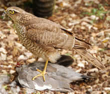 A Sparrowhawk pé sobre e arrancando um grande pássaro cinzento
