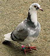 Cinza e pombo branco