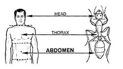 Abdômen (PSF) .jpg