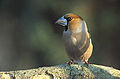 Coccothraustes coccothraustes 2 (Marek Szczepanek) .jpg