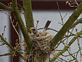 4.jpg Fieldfare