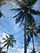 Coconut arvorismo DSCN0345.jpg