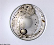 Foto de criatura semi-transparente com uma estrutura central gema-como mais escuros e outros elementos aproximadamente rodada internos