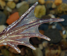 Pé Webbed