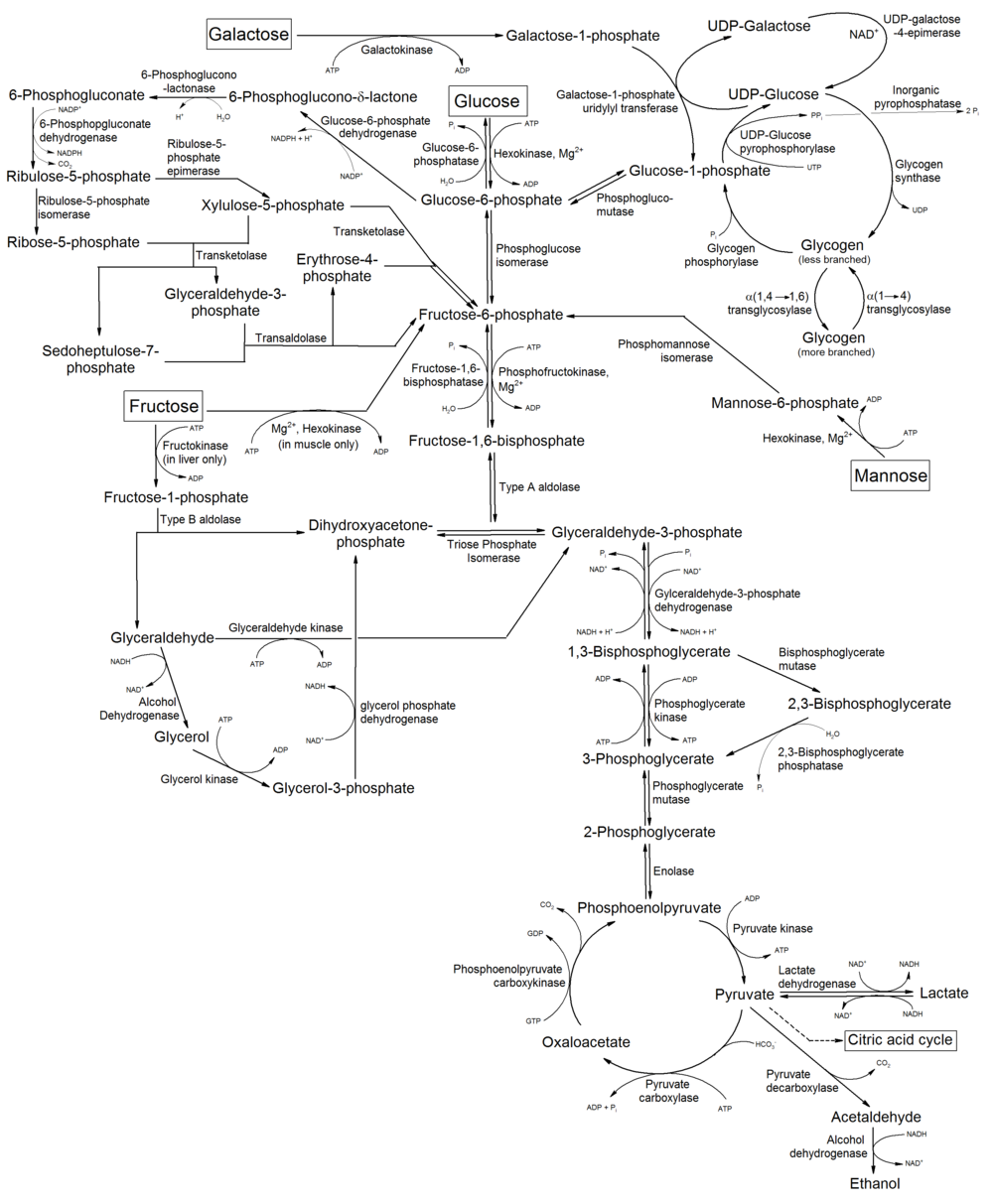 Metabolismo de monossacarídeos comuns, e reactions.png relacionado