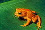 The Golden Toad, visto pela última vez 15 de maio de 1989.