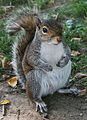 Squirrel.jpg comum