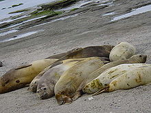 Foto de sete selos adultos e juvenis embalado estreitamente na praia