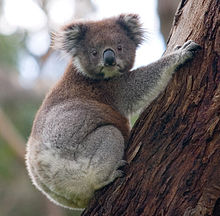 Um koala segurando em uma árvore de eucalipto com a cabeça voltada para que ambos os olhos são visíveis