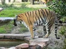 Arquivo: Panthera tigris1.ogg