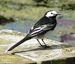 Pied Wagtail vista traseira 700.jpg