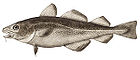 Bacalhau do Atlântico