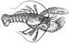 Lagosta
