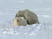 Arquivo: Filhote de urso polar é 2.OGG enfermagem