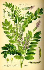 Ilustração Glycyrrhiza glabra0.jpg