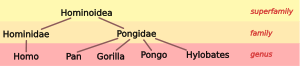Hominoid 1.svg taxonomia