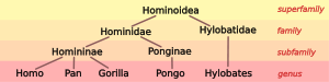 Hominoid 4.svg taxonomia